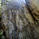 Baumbart thumbnail
