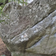 Polar Bear thumbnail