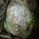 Diprotodon thumbnail
