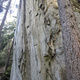 Elrond  thumbnail