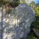 Buschwindrose thumbnail