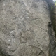 Transhumance thumbnail