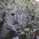 Camino thumbnail