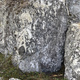 Lukkopaini thumbnail