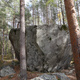 Dendrofil thumbnail