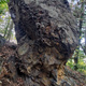 Vyhnilá thumbnail