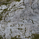 Mononulceotica L:1 thumbnail